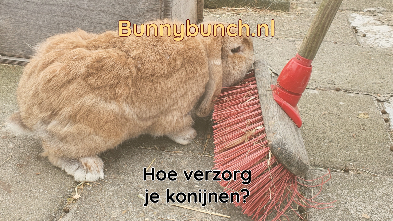 Hoe verzorg je een konijn?