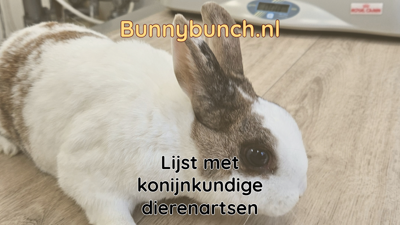 Lijst met konijnkundige dierenartsen