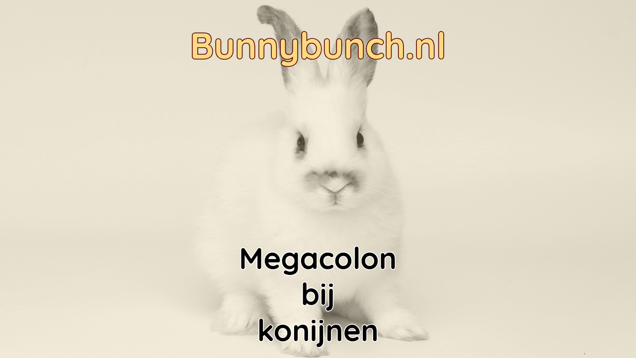 Megacolon bij konijnen