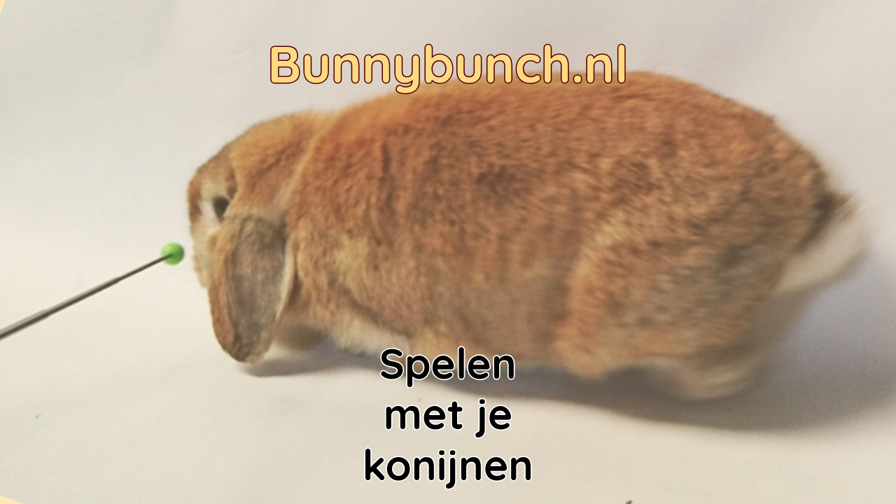 Spelen met je konijn