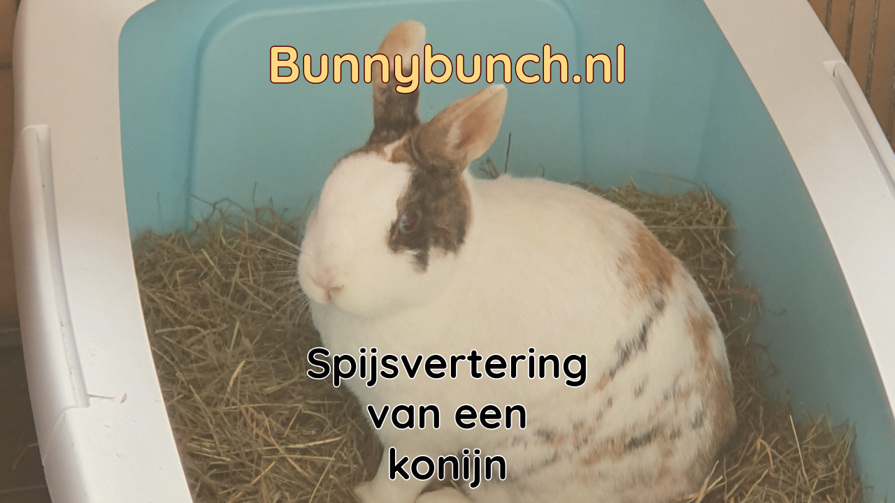 Spijsvertering van een konijn