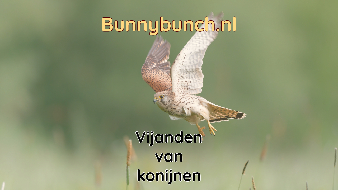 Natuurlijke vijanden van het konijn