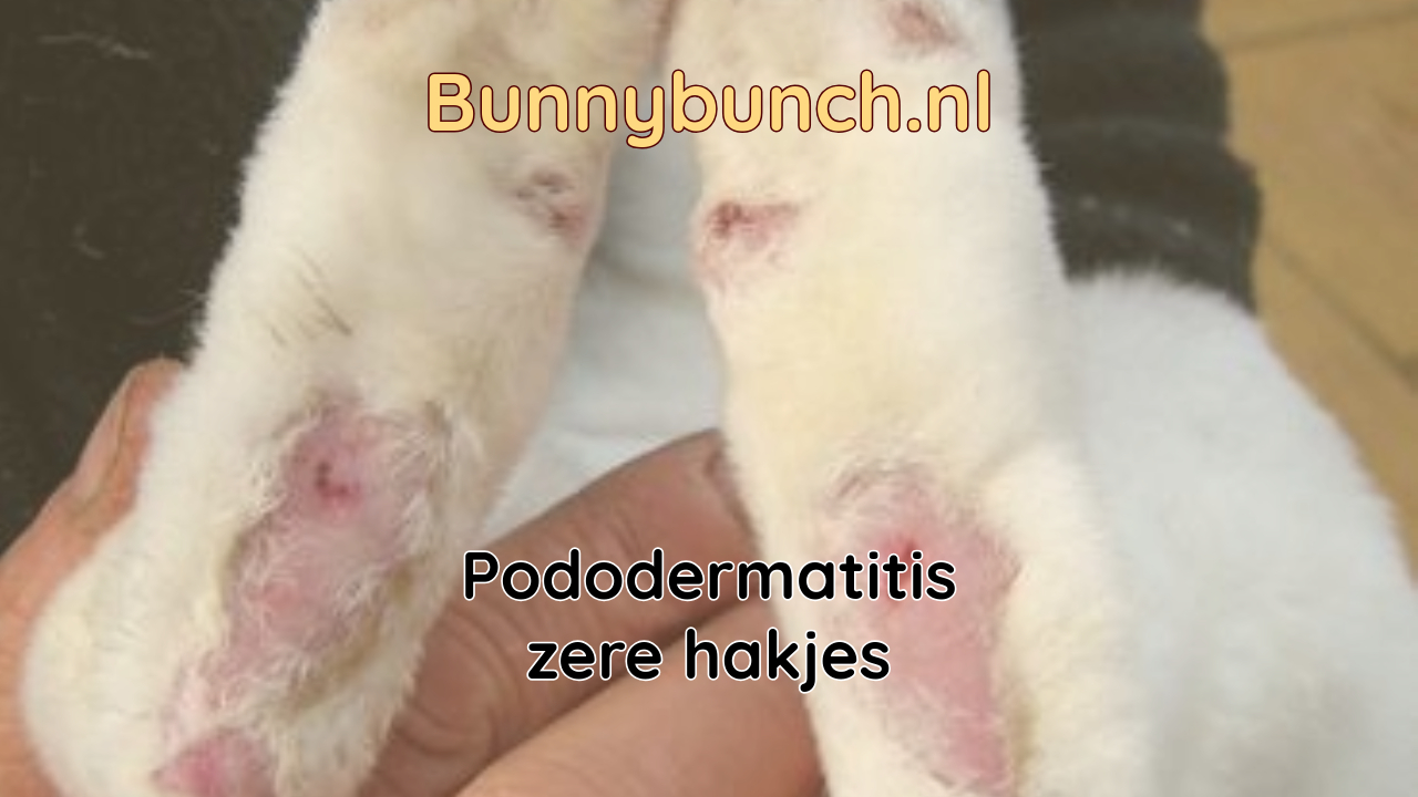 Pododermatitis – zere hakjes