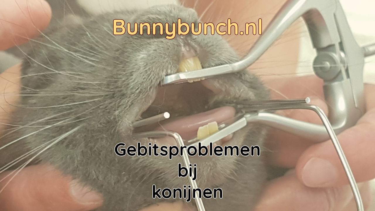 Gebitsproblemen bij konijnen