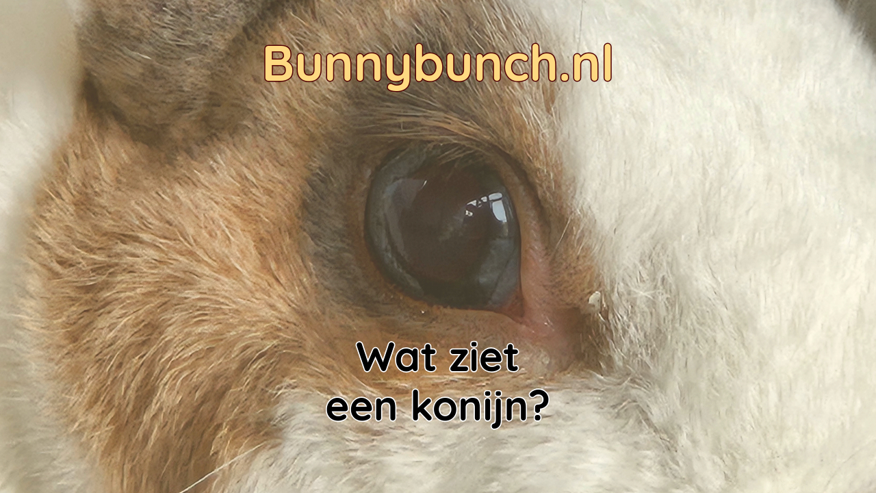 Wat ziet een konijn?