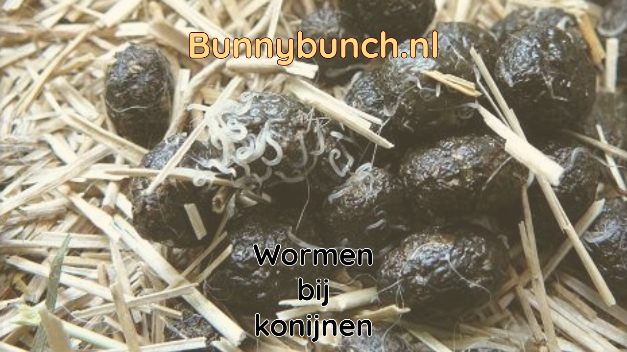 Wormen bij het konijn