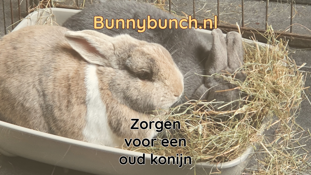 Zorgen voor een oud konijn