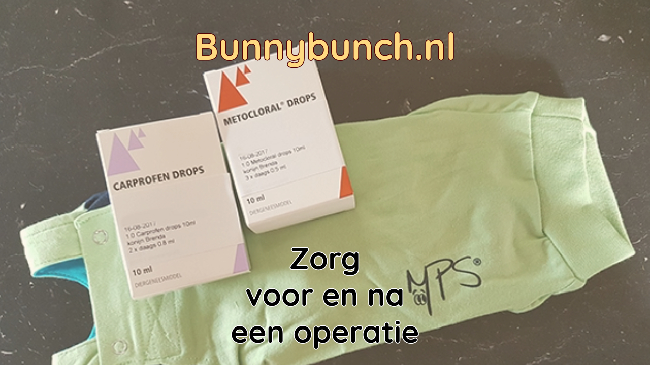 Verzorgen konijn voor- en na een operatie