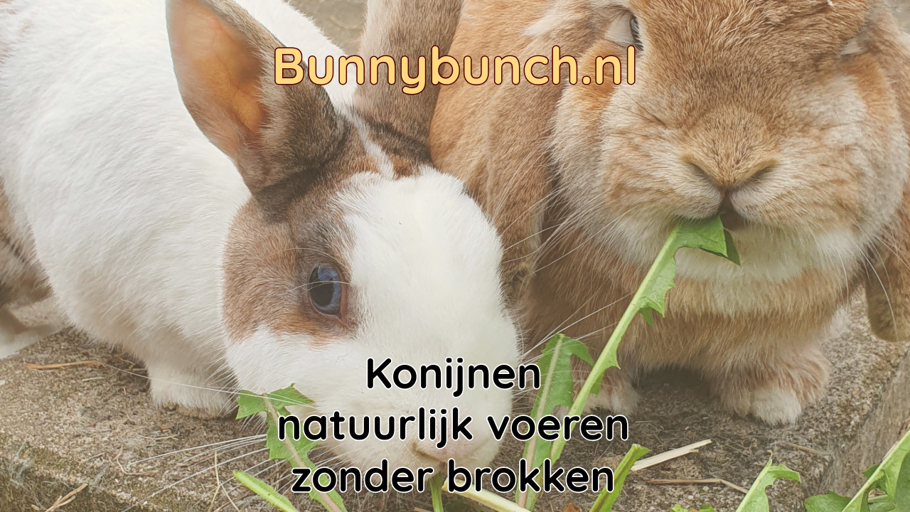 Konijnen natuurlijk voeren zonder brokken